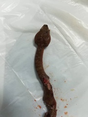 Craspedocephalus borneensis