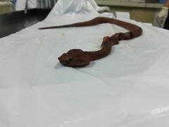 Craspedocephalus borneensis