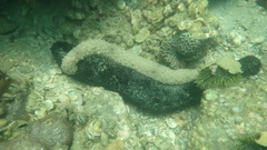Holothuria fuscocinerea