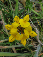 Lotus corniculatus corniculatus