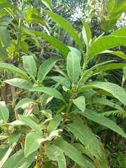 Blumea balsamifera
