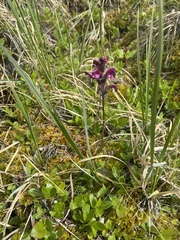 Pedicularis sudetica interior