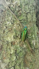 Chrysochroa fulgidissima