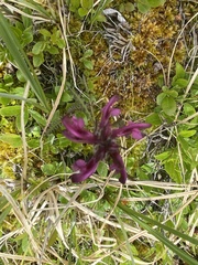 Pedicularis sudetica interior