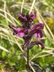 Pedicularis sudetica interior
