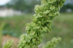 Rumex patientia orientalis