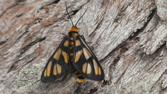 Amata trigonophora