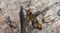 Amata trigonophora