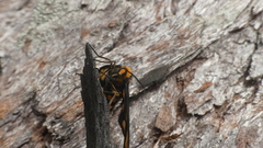 Amata trigonophora