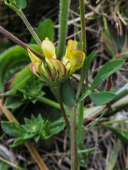 Lotus corniculatus corniculatus