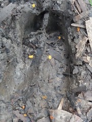 Rusa timorensis
