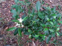 Psychotria calorhamnus
