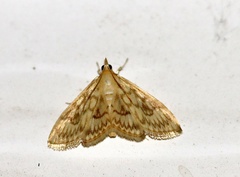 Crocidophora serratissimalis