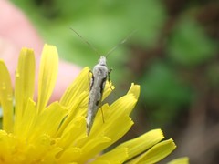 Rhigognostis interrupta