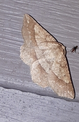Euchlaena marginaria