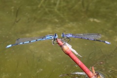 Enallagma semicirculare