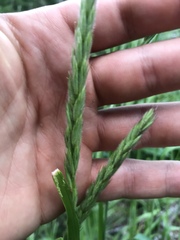 Leymus innovatus