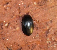 Copelatus