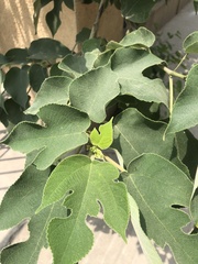 Broussonetia papyrifera