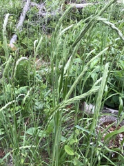 Leymus innovatus