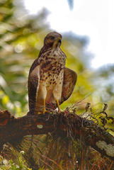 Buteo lineatus