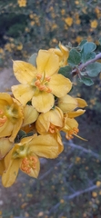 Fremontodendron californicum