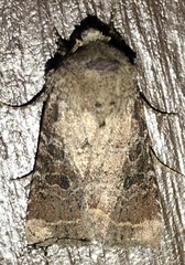 Protorthodes oviduca