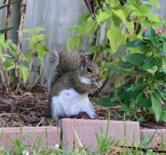 Sciurus carolinensis