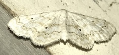 Idaea obfusaria
