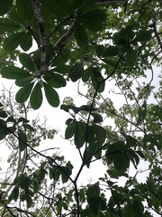 Rauvolfioideae