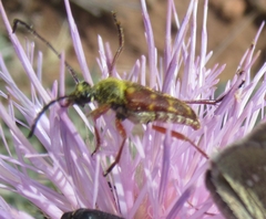 Typocerus velutinus
