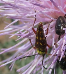 Typocerus velutinus