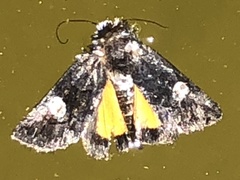 Copanarta aurea