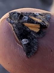 Copanarta aurea