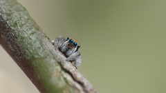 Maratus ottoi