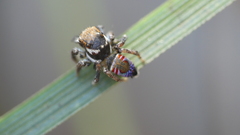 Maratus ottoi