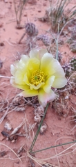 Opuntia fragilis