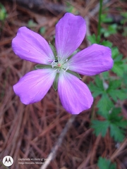 Geranium goldmanii