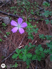 Geranium goldmanii