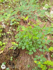 Thalictrum guatemalense