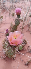 Opuntia fragilis