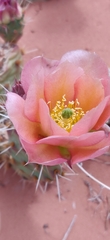Opuntia fragilis