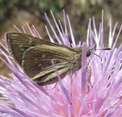 Hesperia attalus