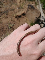 Californiulus