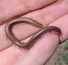 Californiulus