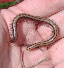 Californiulus