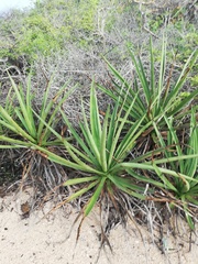 Agave karwinskii