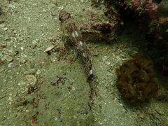 Sebastiscus marmoratus