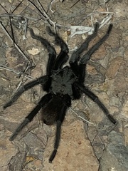 Aphonopelma gabeli