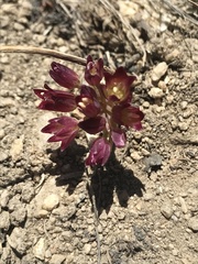 Allium fimbriatum